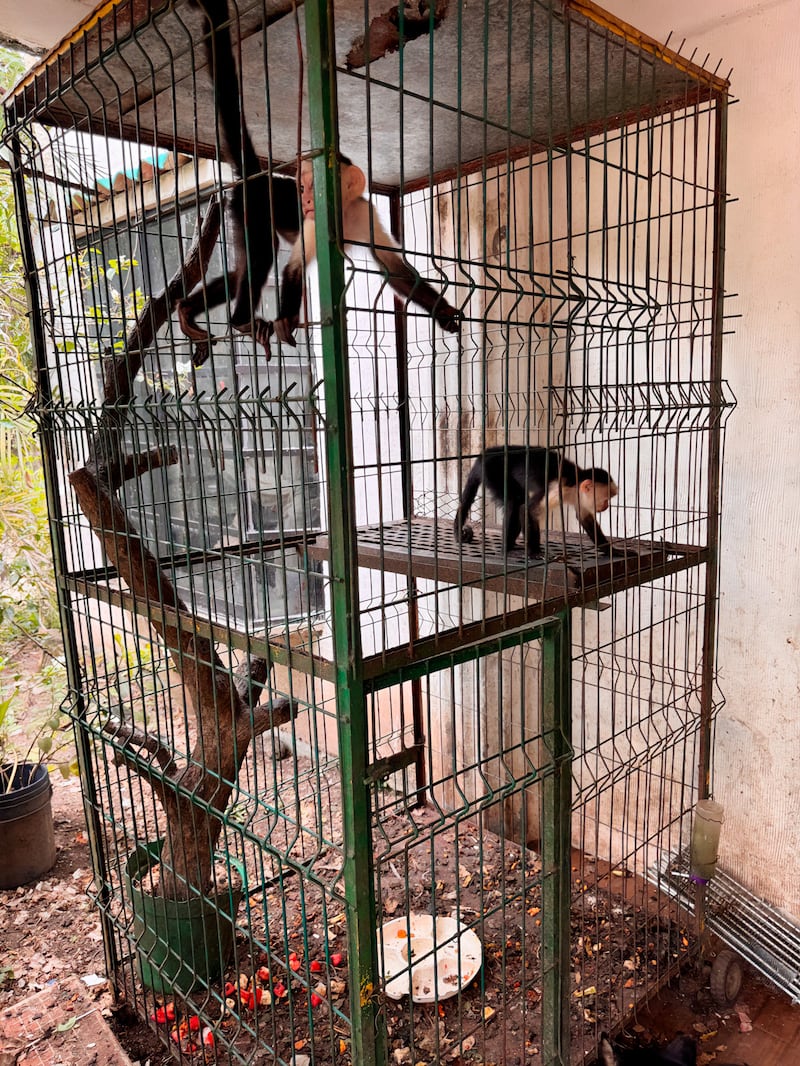 Aseguran animales silvestres por malos tratos en unidad de manejo en Veracruz