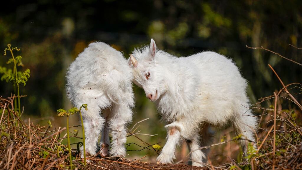 Cocinan y se comen cabras con valor de miles de pesos en zoológico de Guerrero