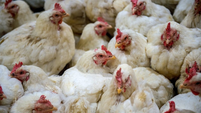 Se presentó el primer caso de la H5N2 en México. (Dreamstime)