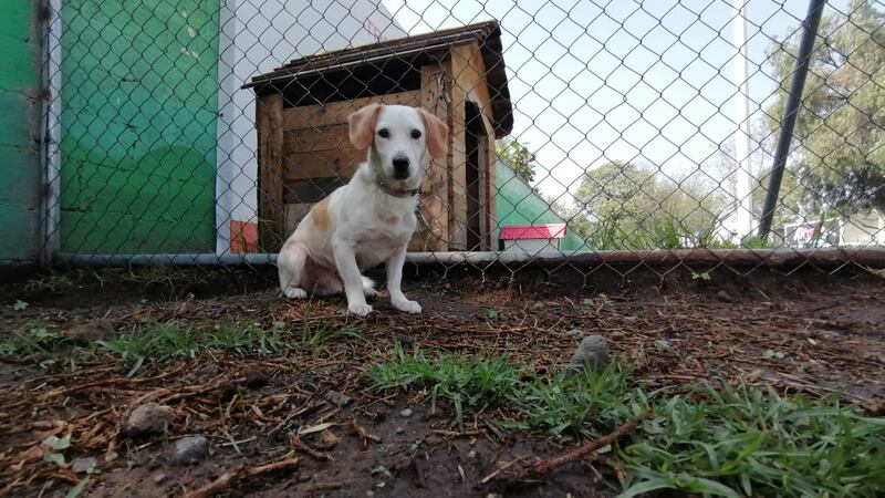 Centro de Transferencia Canina del Metro celebra 6 años