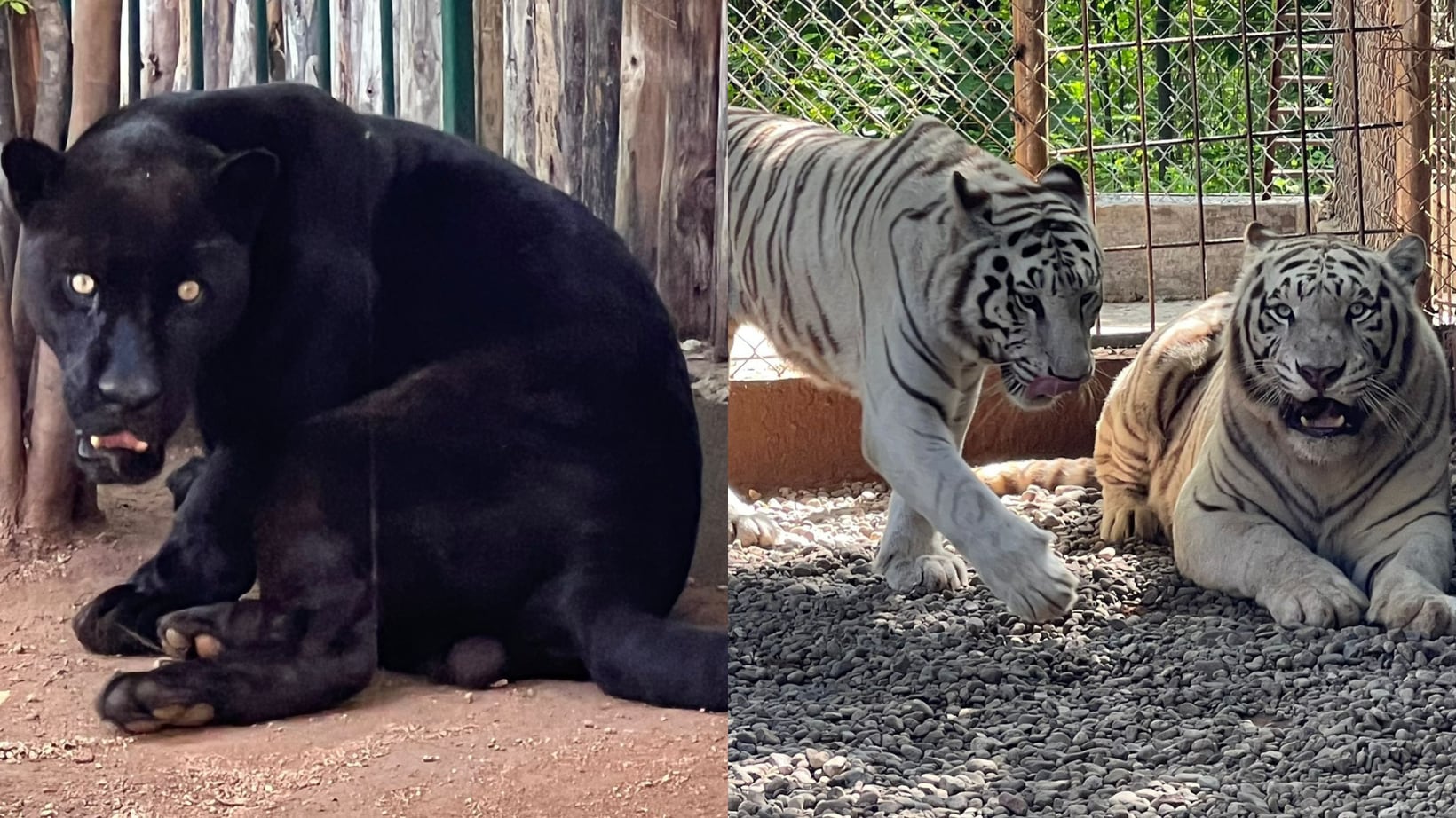 Felinos rescatados del Black Jaguar White Tiger.