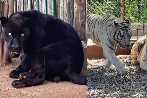 Black Jaguar-White Tiger: A dos años del rescate felinos permanecen en custodia temporal