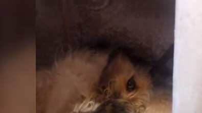 Ya se realizó una denuncia por maltrato animal a ‘Manchas’, pero aún no hay detenidos.