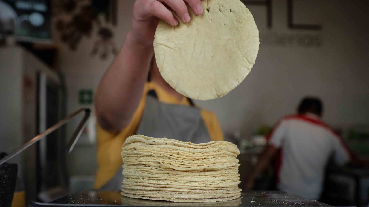 En febrero de 2020 aún se permitía la utilización de maíz transgénico para alimentación de animales y en procesos industriales.