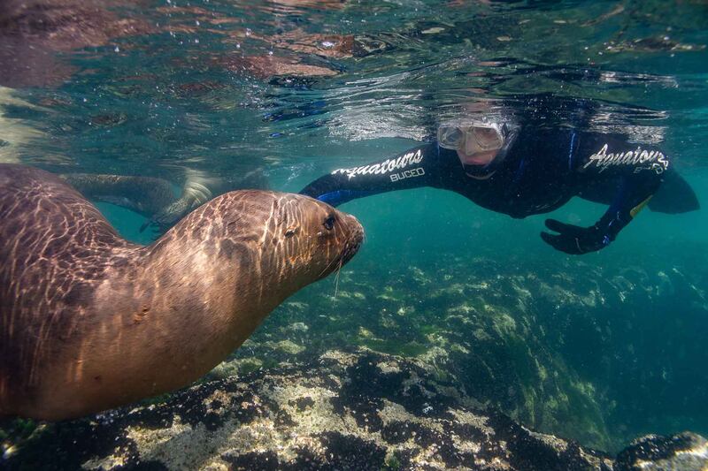 En este paraíso de la Patagonia podrás ver ballenas de cerca, caminar entre pingüinos y relajarte frente al mar en un entorno natural inigualable