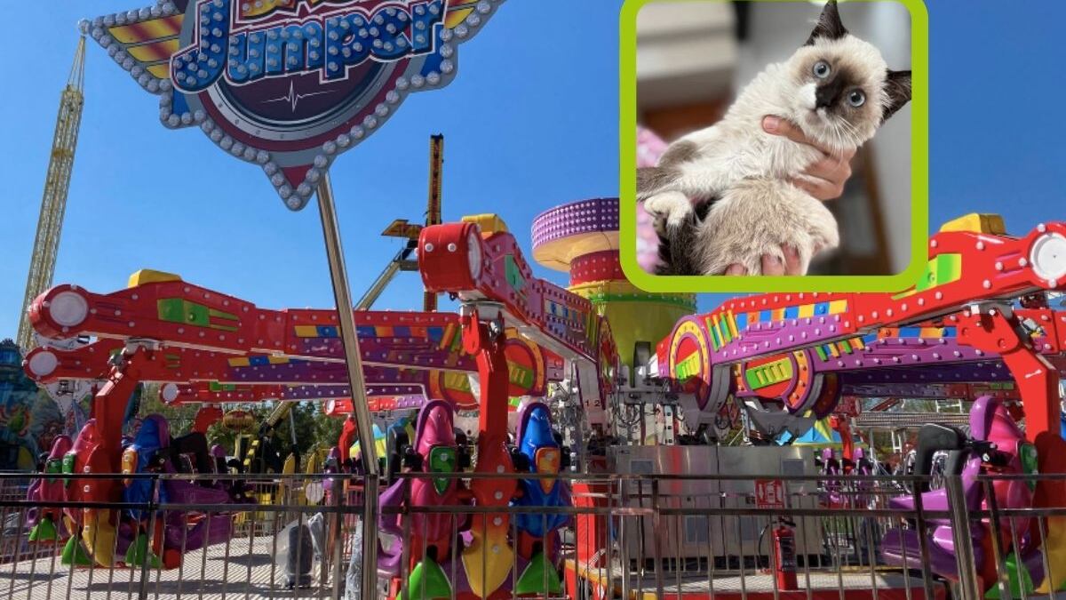 Más de 20 mascotas estarán en adopción.