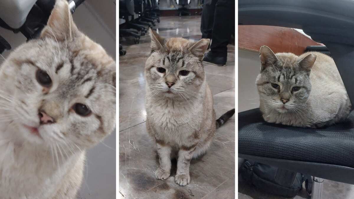 El michi era el favorito de la fuente de Presidencia