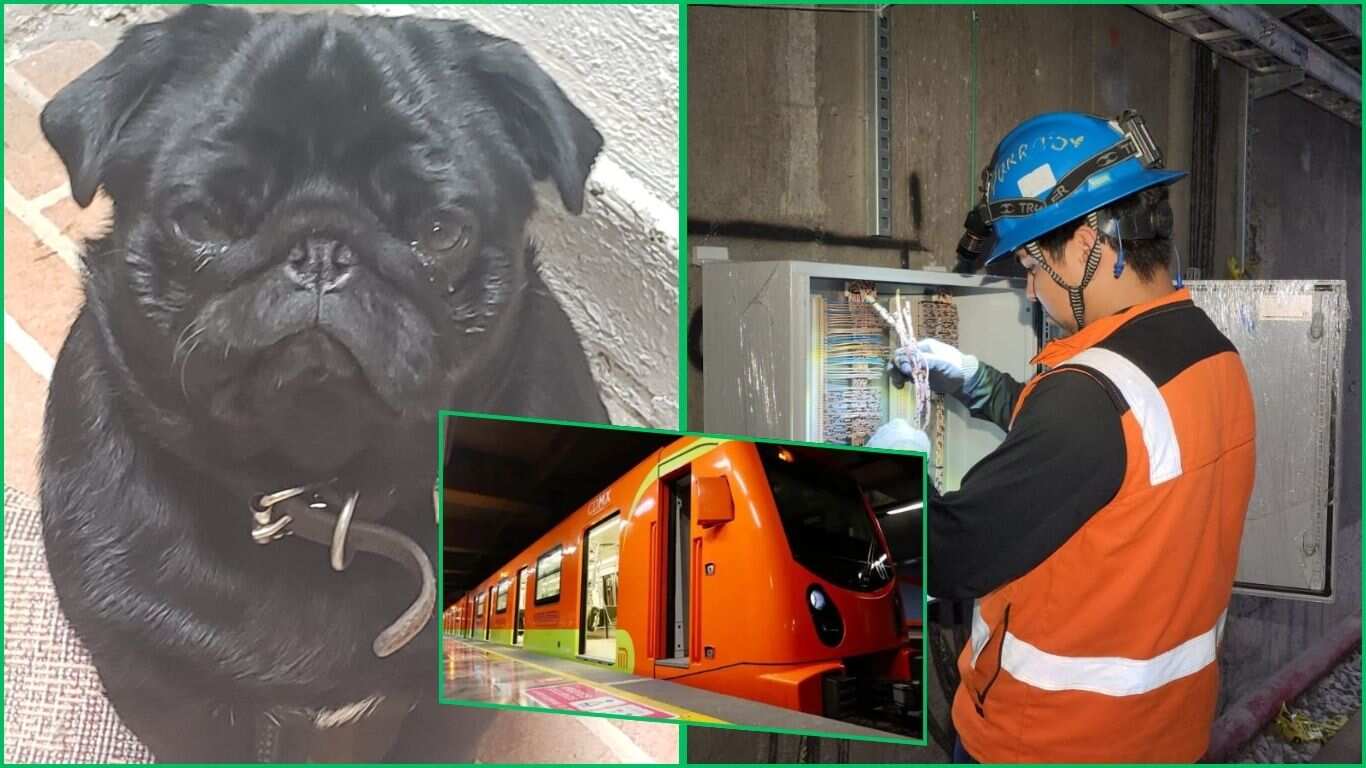 Señalan a dueño irresponsable de perrito en vías del Metro de la CDMX