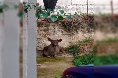 ¡Y que no me digan en la esquina! Rescatan a venado suelto en Xalapa, Veracruz