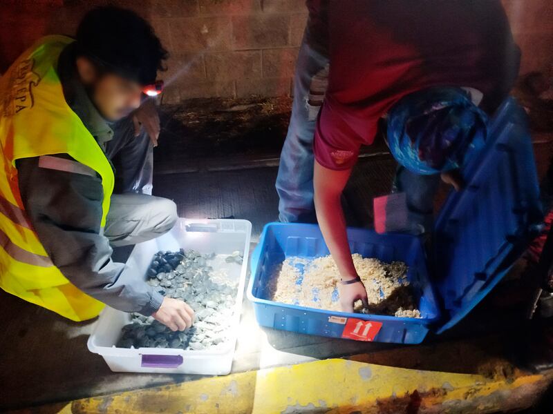 Rescate de 320 tortugas pavo real en la autopista México-Puebla
