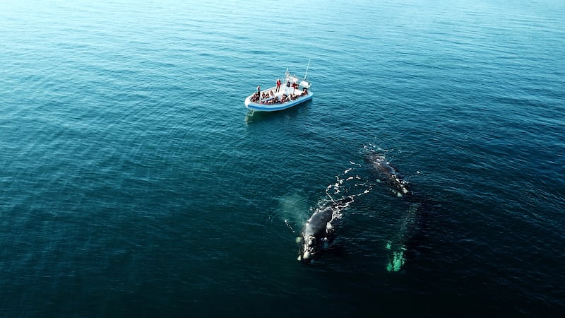 En este paraíso de la Patagonia podrás ver ballenas de cerca, caminar entre pingüinos y relajarte frente al mar en un entorno natural inigualable