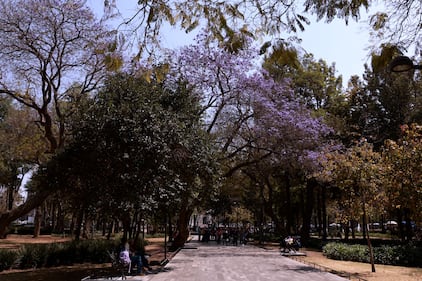 Comienzan a florecer las jacarandas de la Ciudad de México