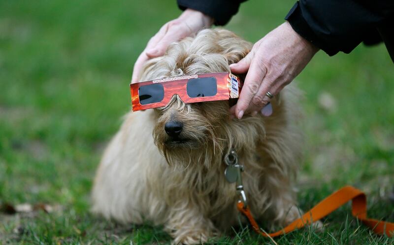 perro lentes filtro solar