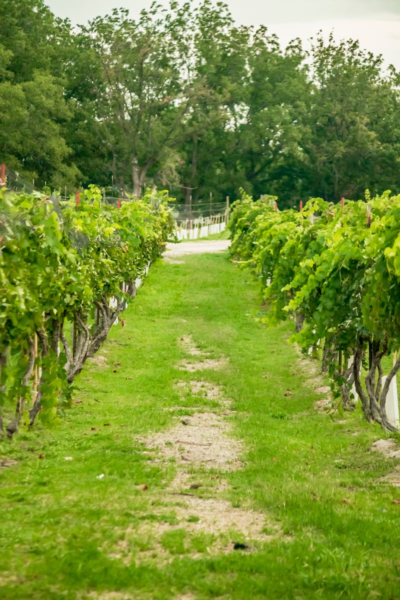 Casa Madero, Don Leo, la Ruta Vinos y Dinos, su gastronomía típica y más de 40 opciones de hospedaje consolidan a este Pueblo Mágico como un imperdible para amantes del vino y la cultura