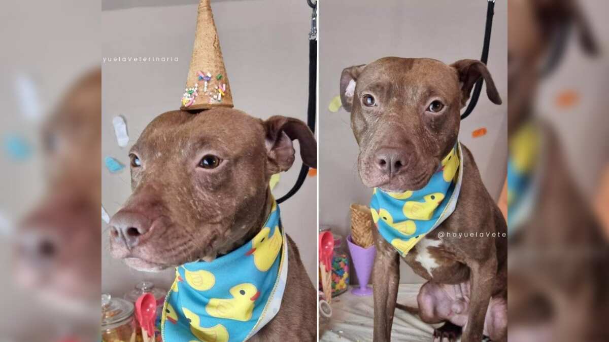 La mascota fue llevada a bañar y a que recibiera tratamiento para problemas de la piel.