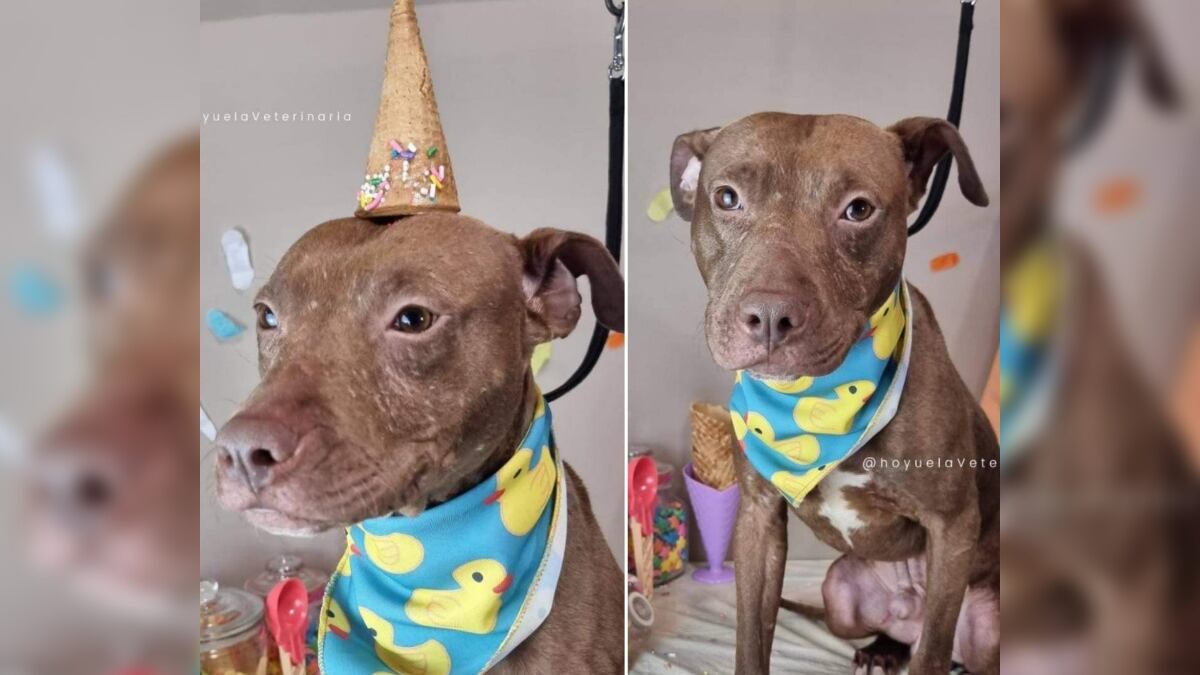 La mascota fue llevada a bañar y a que recibiera tratamiento para problemas de la piel.