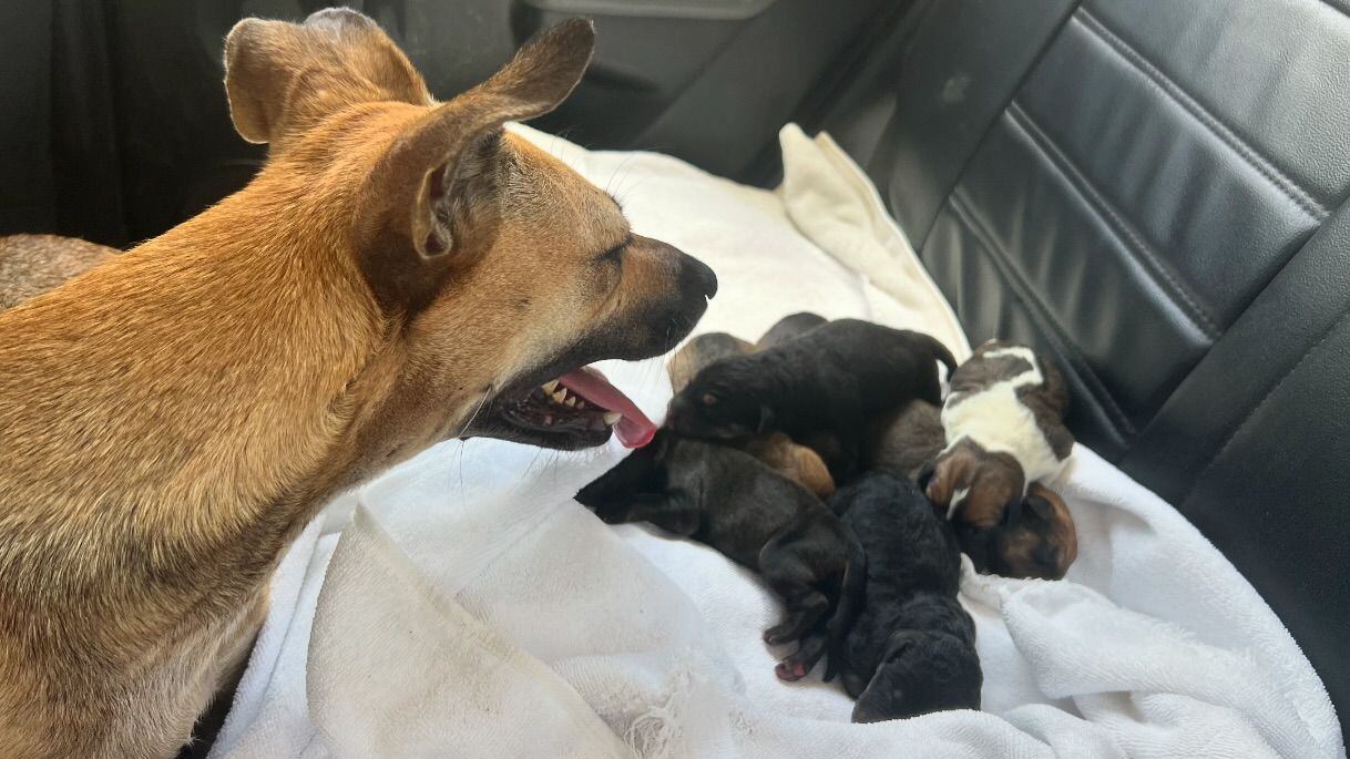 Alma Animal Tulum busca fondos para que perros tengan hogar en Canadá