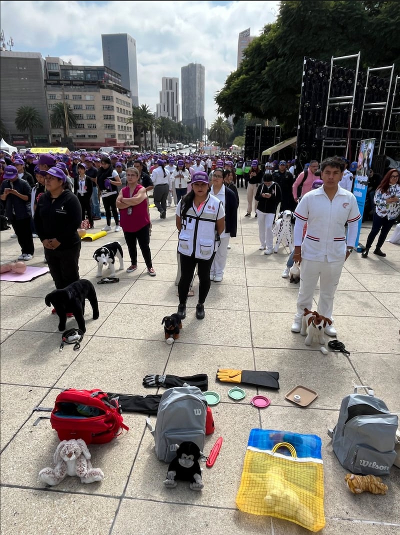 auxiliar animales heridos