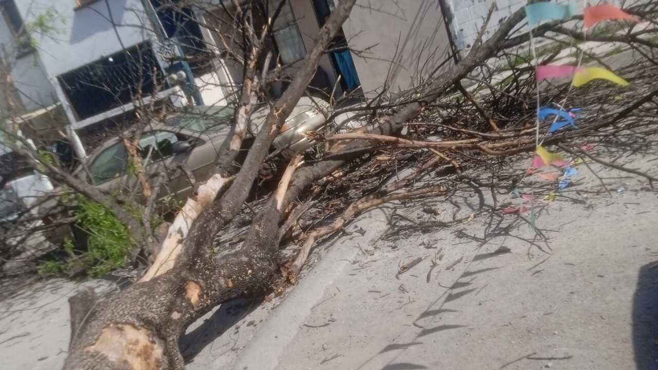 Enormes árboles fueron arrancados de tajo por el fuerte viento.