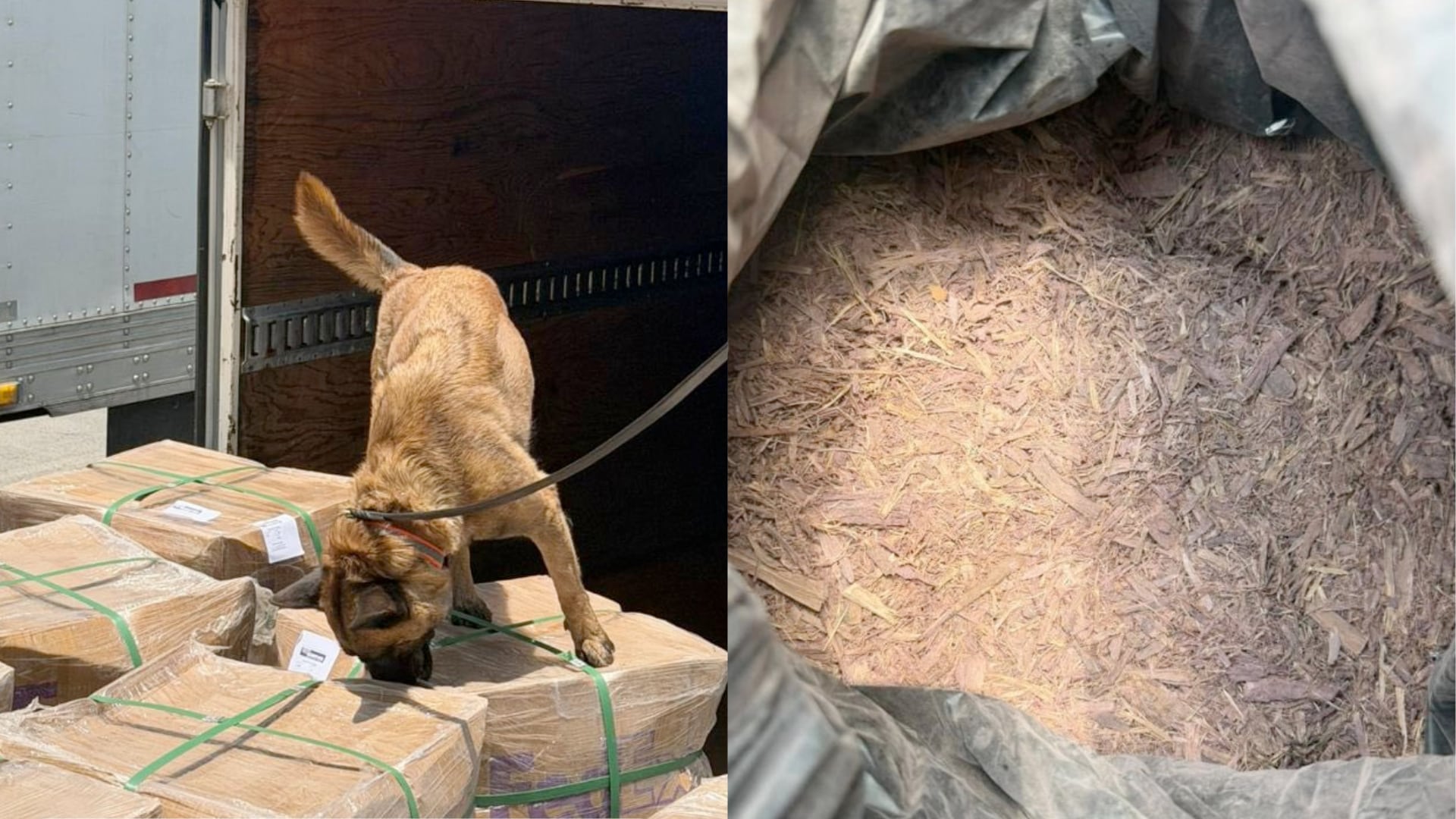¿Trafican tepezcohuite? Aseguran 500 kilos en el AICM antes de salir a Gran Bretaña