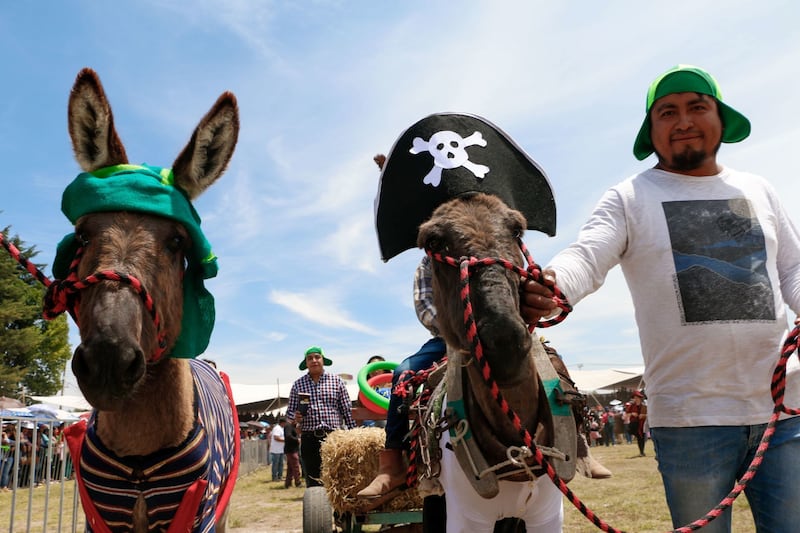 Concurso nacional de burros adornados en Otumba