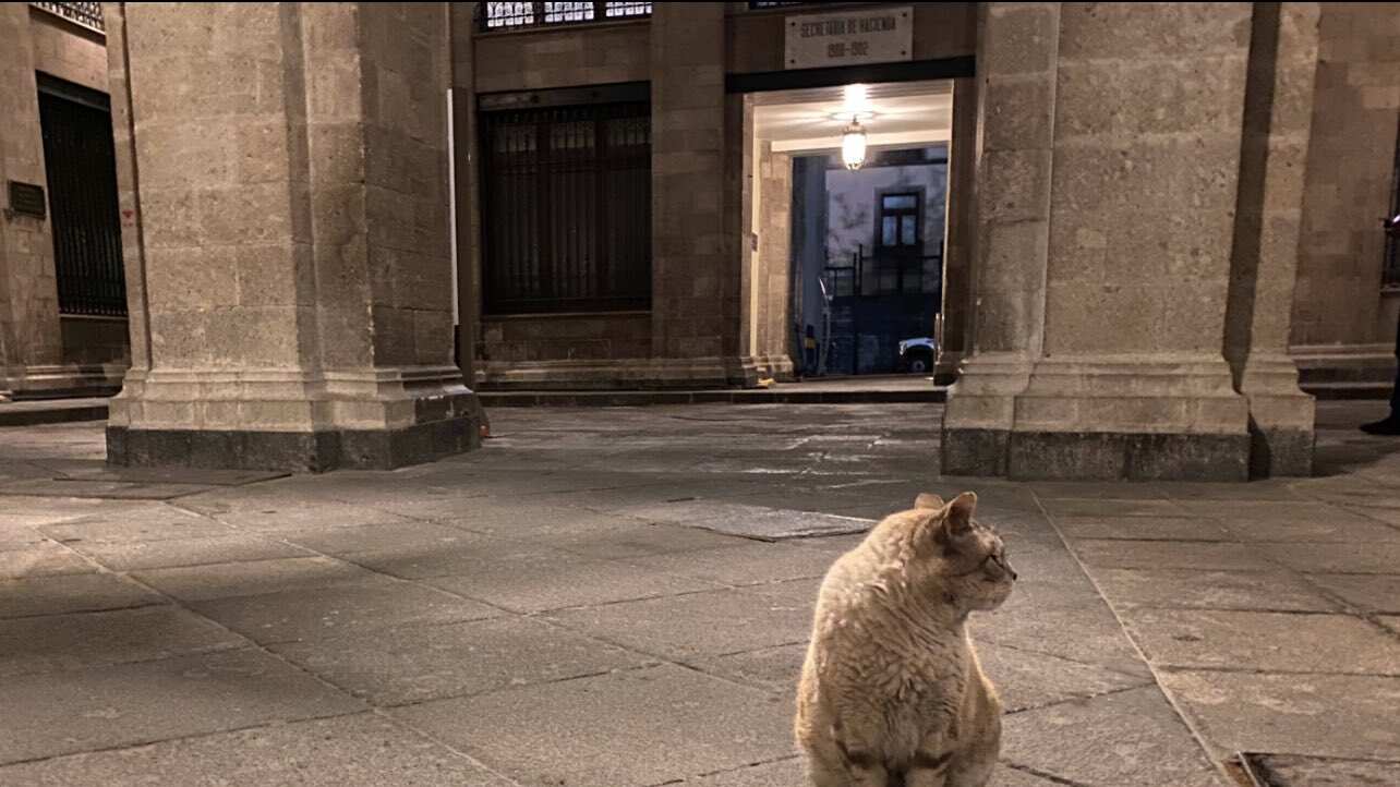 Gatos Palacio Nacional