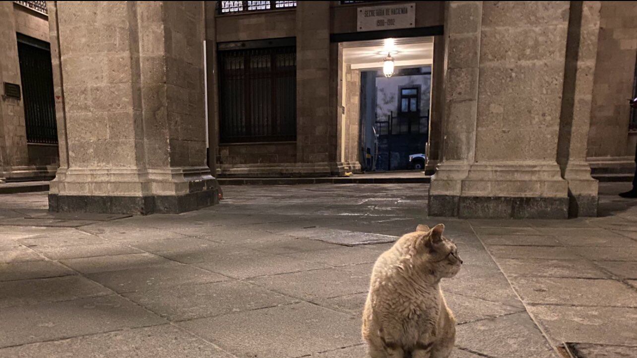 Gatos Palacio Nacional
