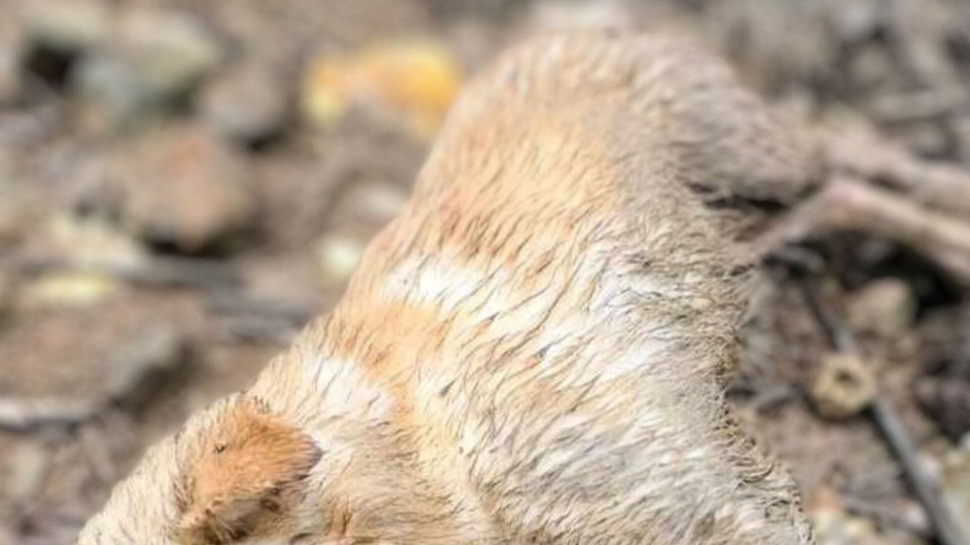 Activistas solicitaron ayuda de la ciudadanía para identificar al agresor y que pague por el delito cometido.