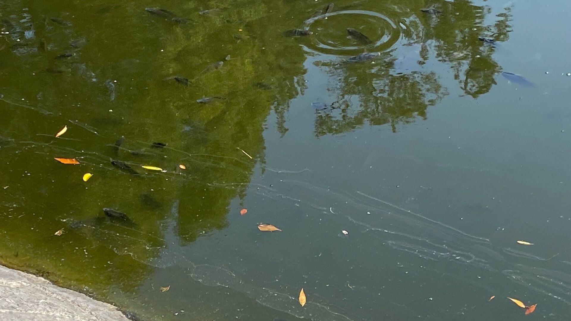 Autoridades anunciaron que investigarán las causas de la muerte de peces en el Lago de Chapultepec. Foto: Cuartoscuro