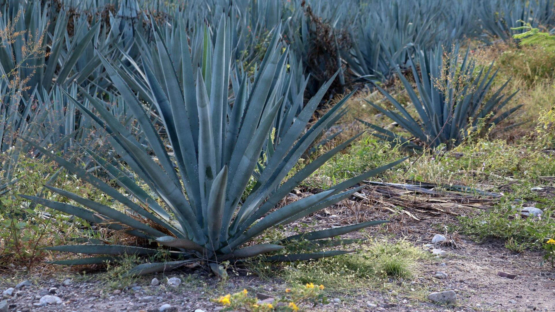 Siembran de forma irregular agave para tequila en zonas sin denominación de origen en Guanajuato
