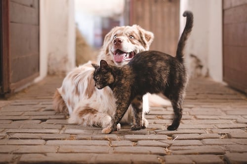 Cuida a tu mascota desde el primer día: Vacunación y desparasitación esenciales para su salud