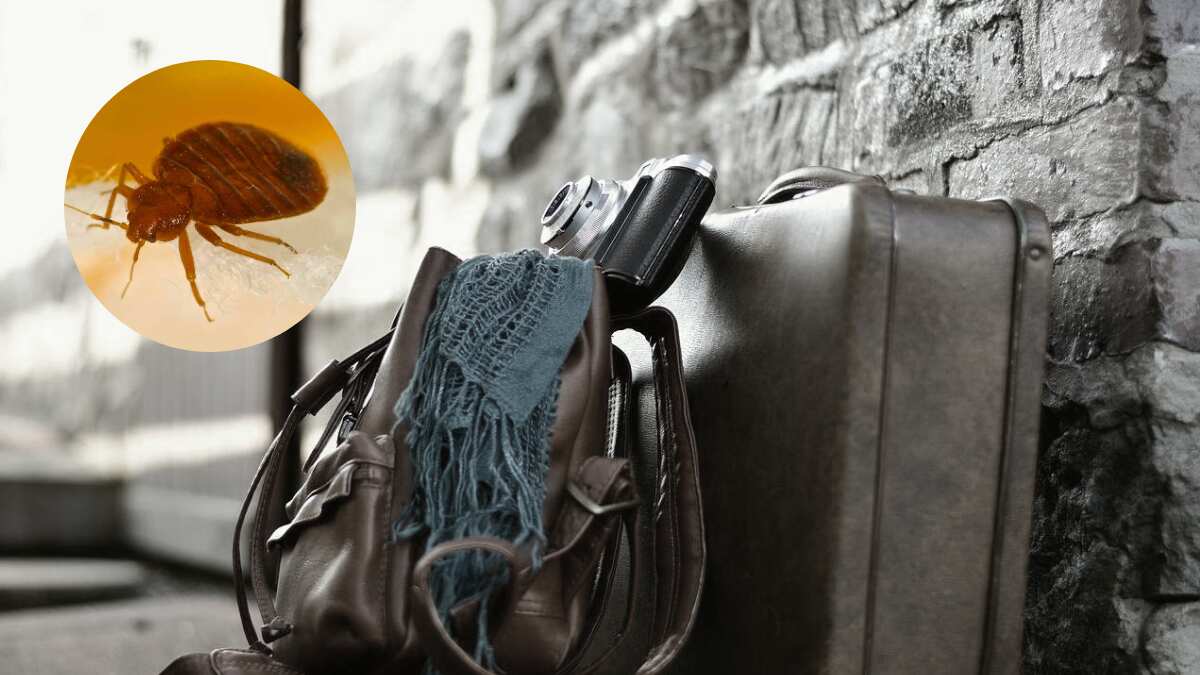 Preso en EU es devorado en su celda por chinches