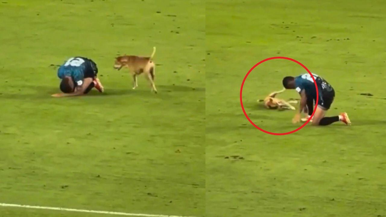 Perro imita la lesión de un jugador