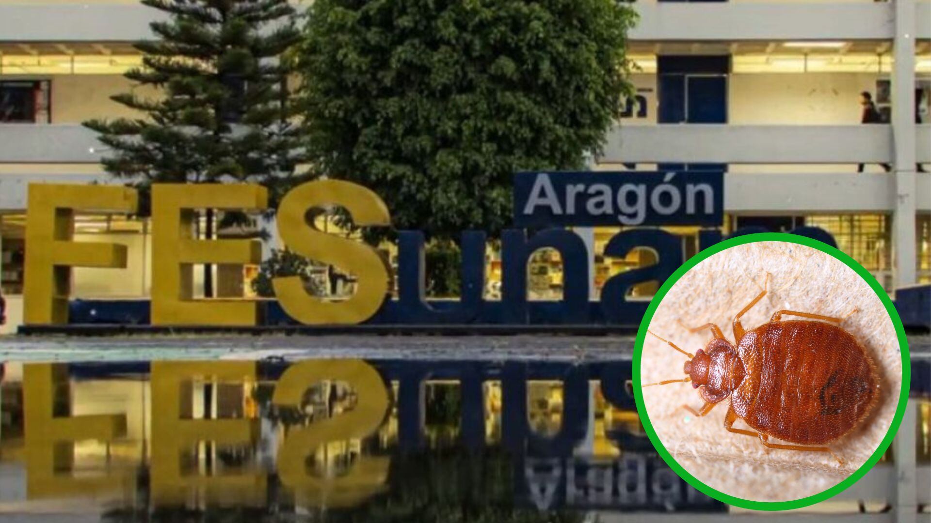 Como en todos los casos, se ha asegurado que la fumigación es por tranquilidad de los alumnos, no por la presencia de la plaga.