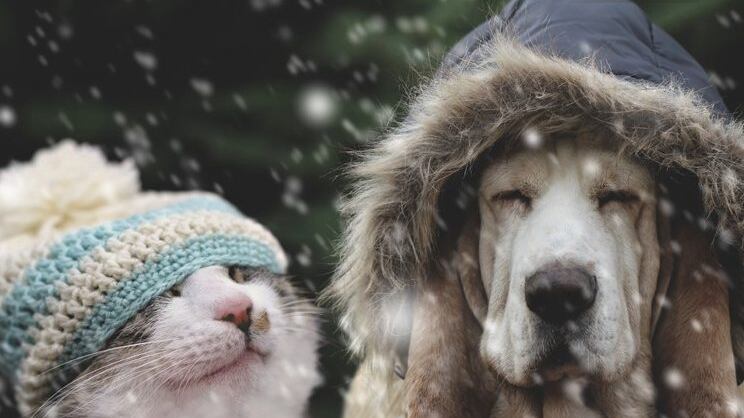 Perros y gatos en el invierno