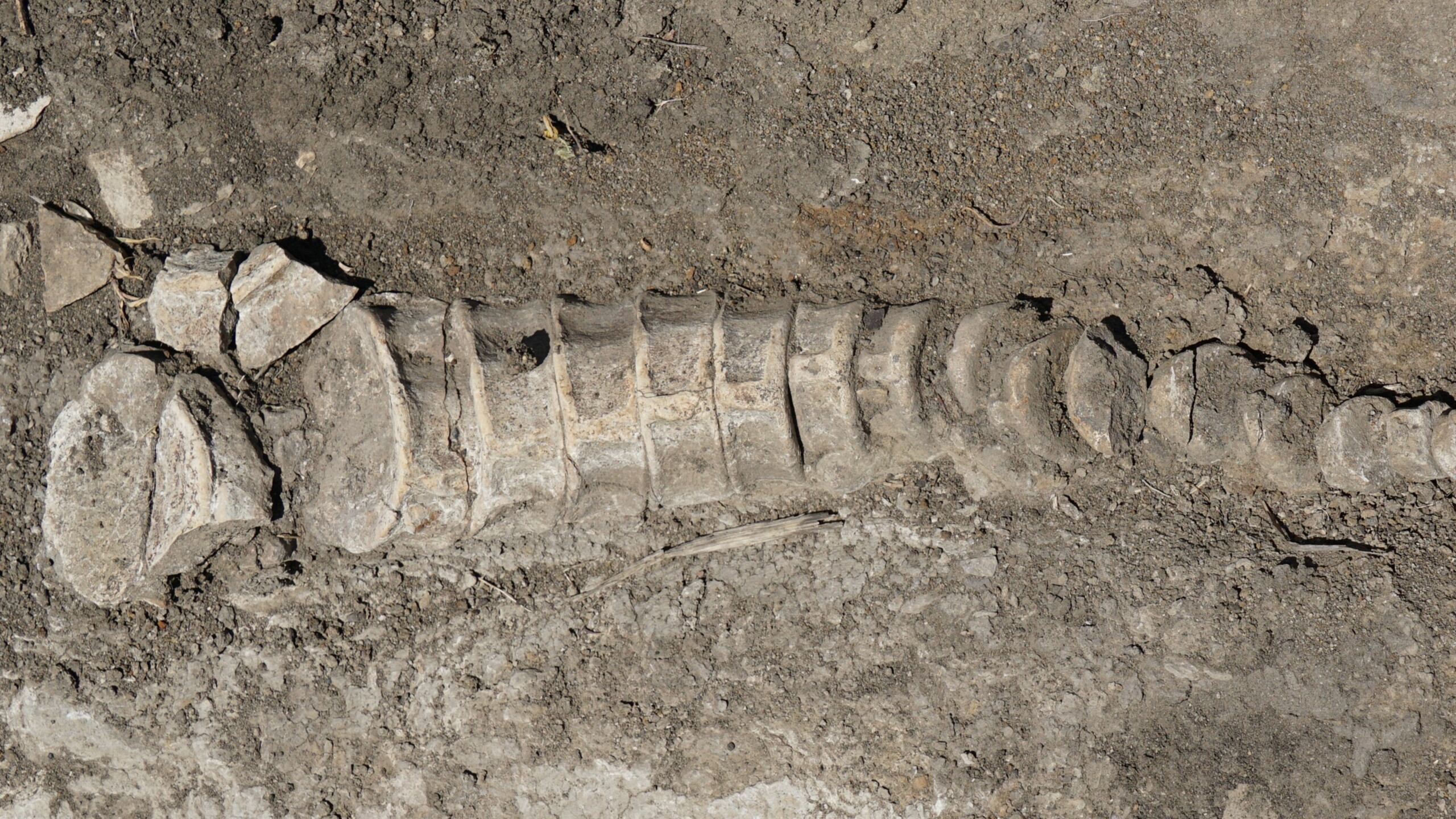 Tractorista encontró huesos de ictiosaurio en un campo de la región de Samara, Rusia.