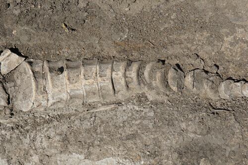 Tractorista encontró huesos de ictiosaurio en un campo de la región de Samara