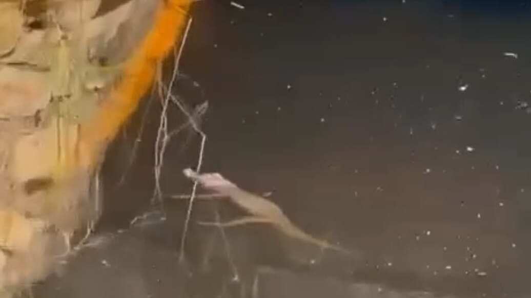 La cría tiene pocas semanas de haber nacido, pero ya tiene los colmillos desarrollados.