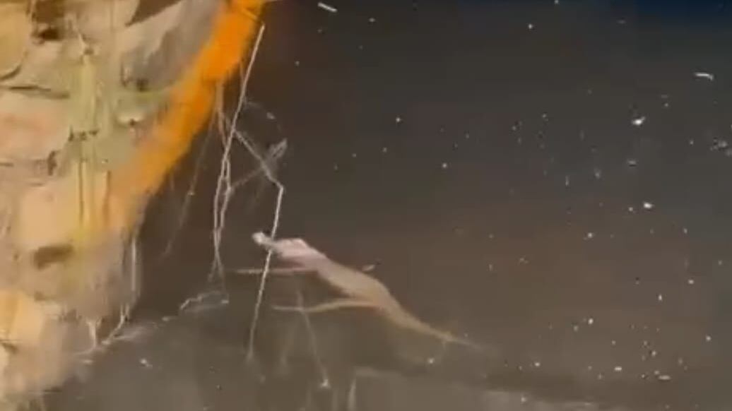 La cría tiene pocas semanas de haber nacido, pero ya tiene los colmillos desarrollados.