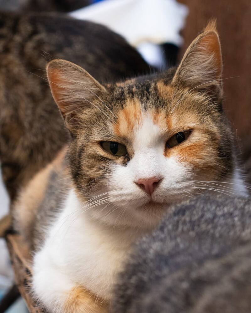 Abandonan a 200 gatitos al mes en León