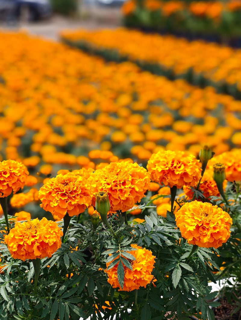 Disfruta de catrinas gigantes, sabores típicos, flores de cempasúchil y actividades culturales en uno de los destinos más encantadores de Puebla