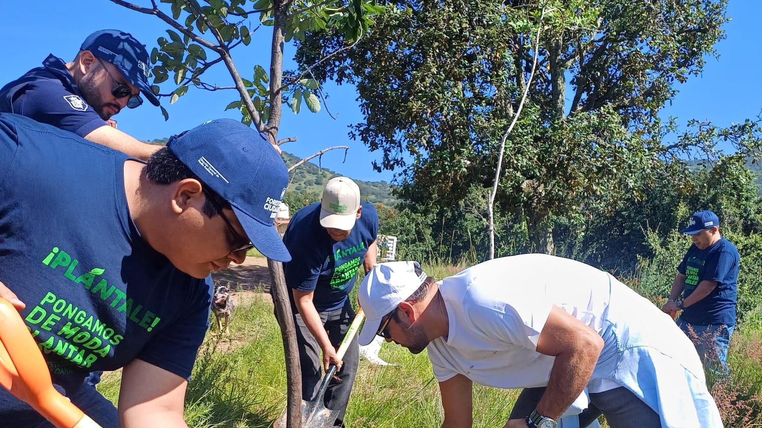 Plantan 400 árboles.