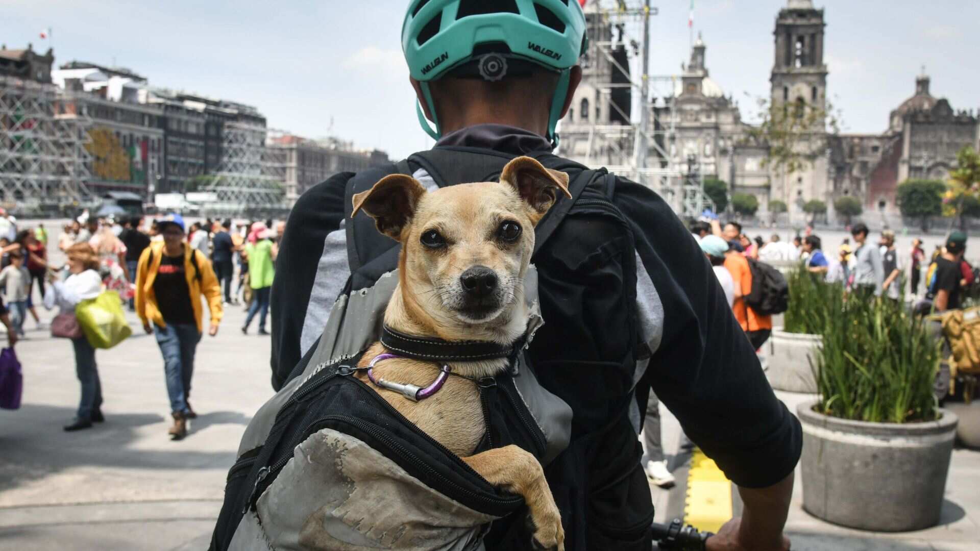 Guardián de lomitos