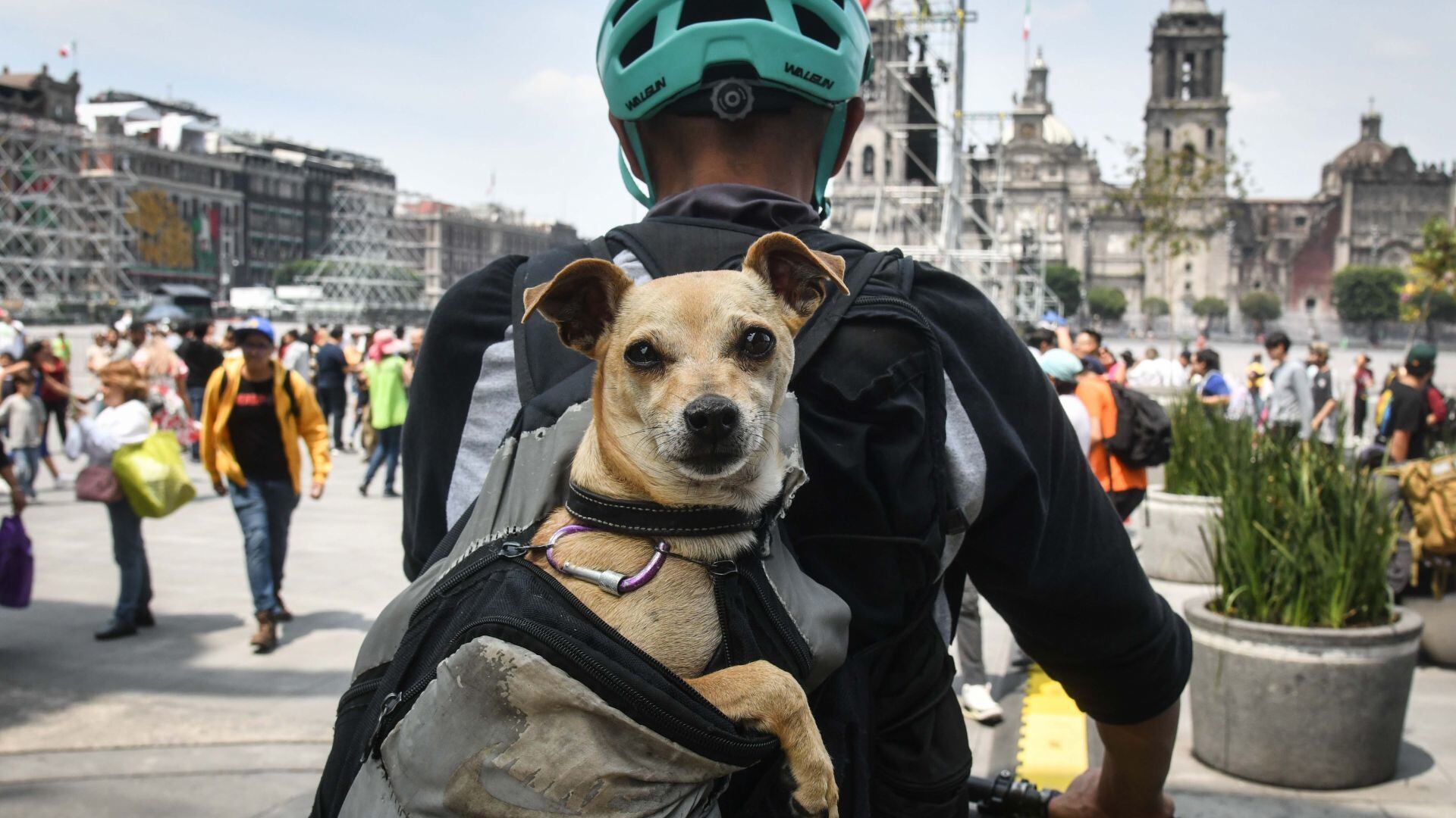Guardián de lomitos