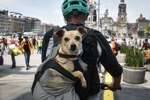 Simulacro Nacional 2025: ¿Cómo calmar a tus perritos durante la Alerta Sísmica?