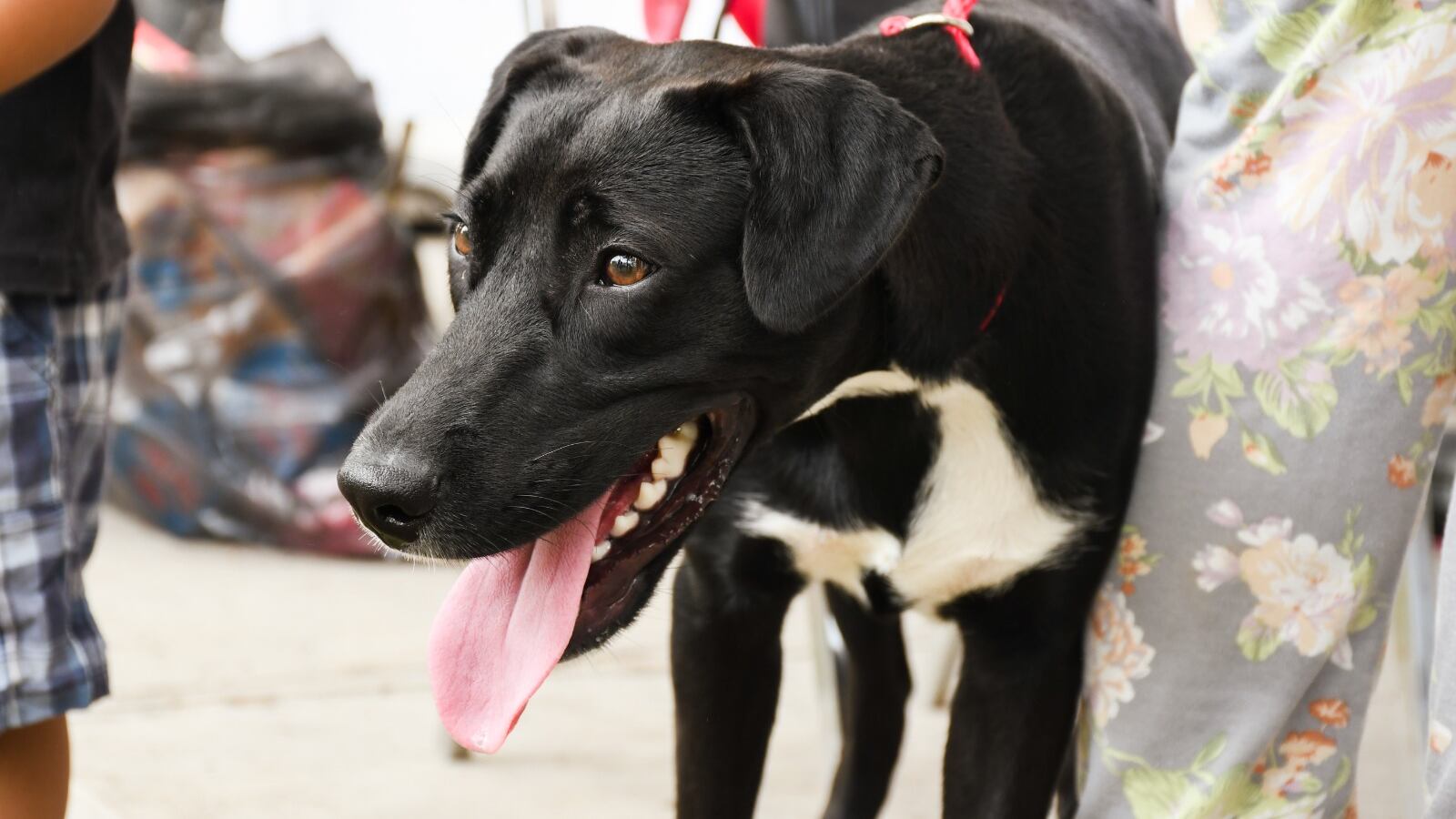 La idea del Gobierno de Monterrey es integrar un órgano de consulta de participación comunitaria.