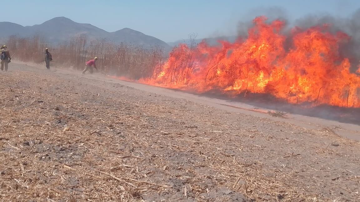 Incendio forestal en paraje de Tlajomulco; brigadistas intervinieron antes que se expandiera.