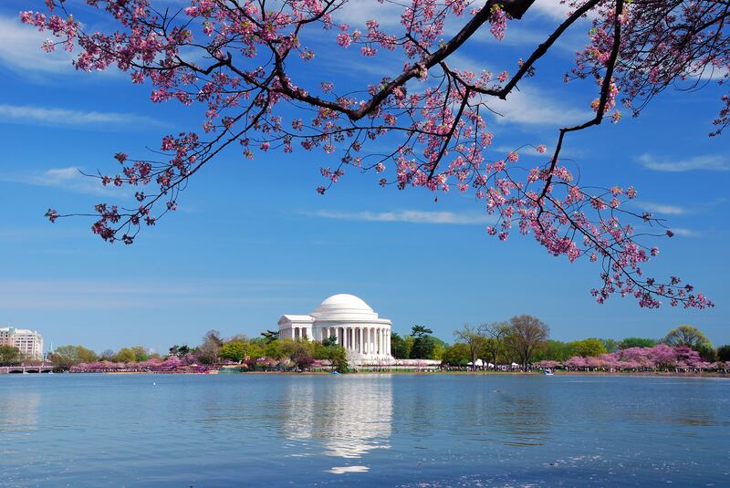 La primavera en Washington, DC, es sinónimo de cerezos en flor. Te contamos todo sobre el Festival, los eventos más destacados y los mejores consejos para capturar la foto perfecta de la floración máxima