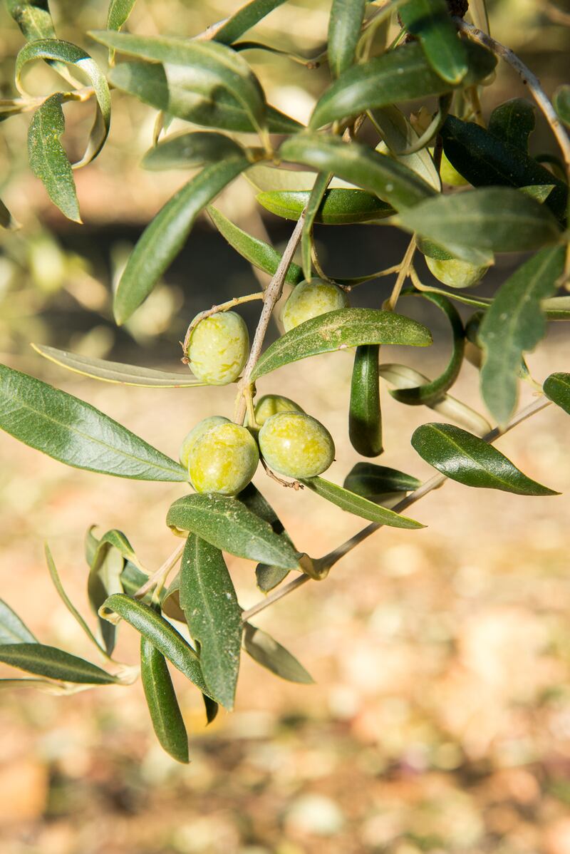 Mitos aceite de oliva