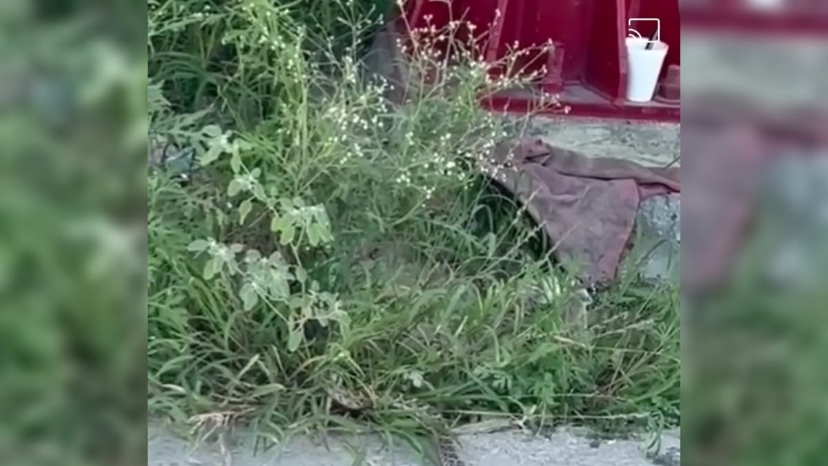 La serpiente se desliza lentamente hacia unos matorrales.